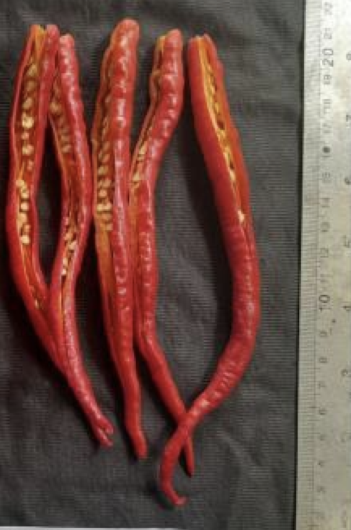 Triabi chili result 2