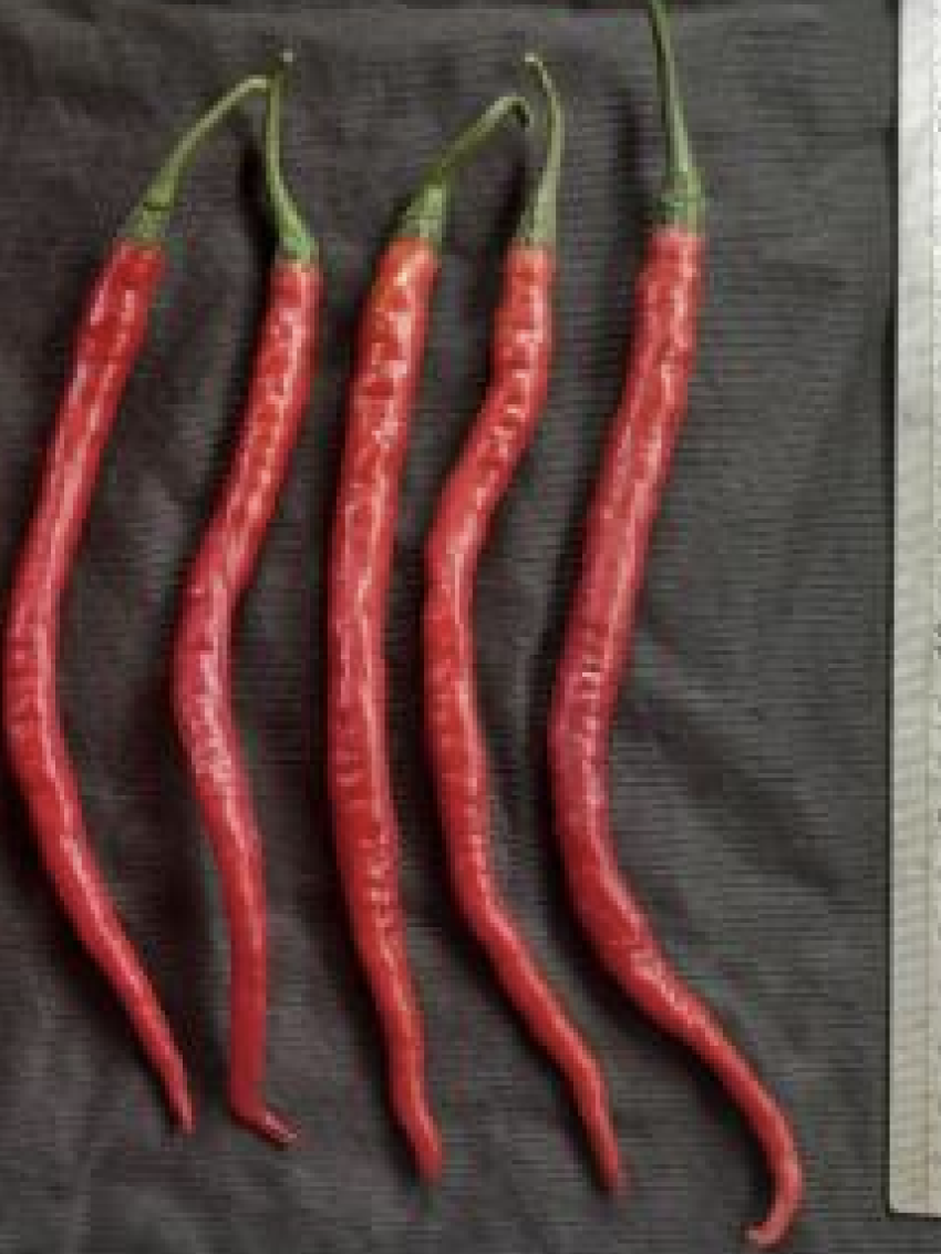 Triabi chili result