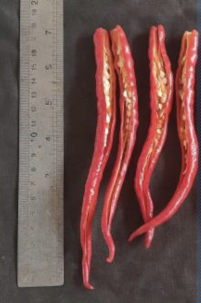 Control chili result 2