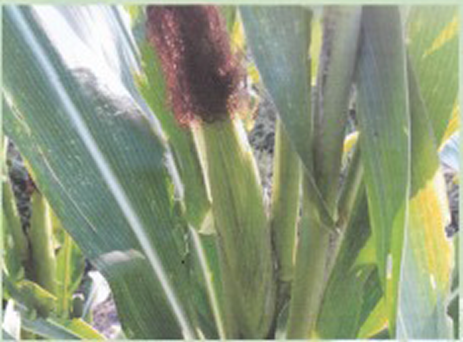 Corn comparison - SPRI