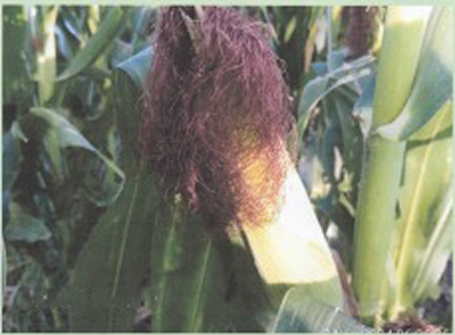 Corn comparison - Triabi
